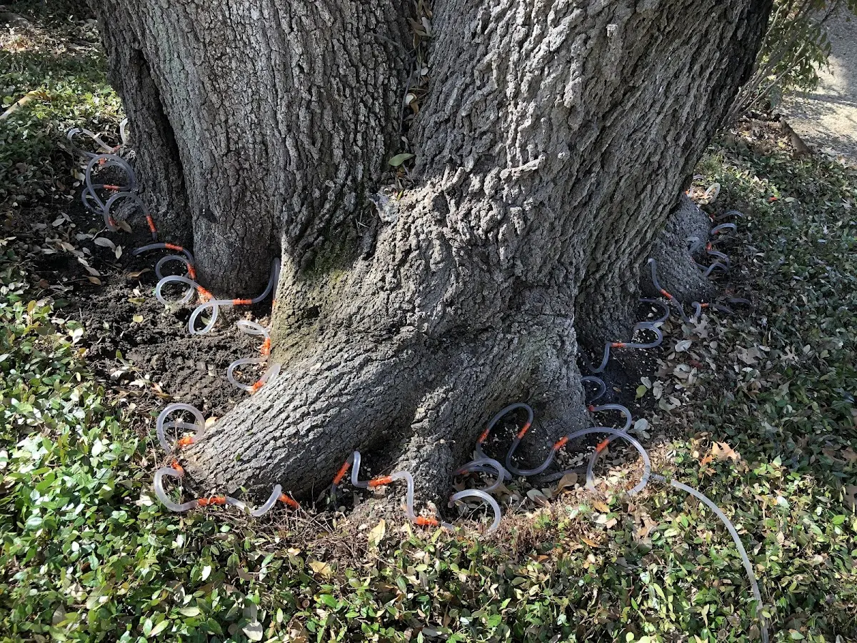 Detailed Tree Cabling and Bracing job site in Wampsville
