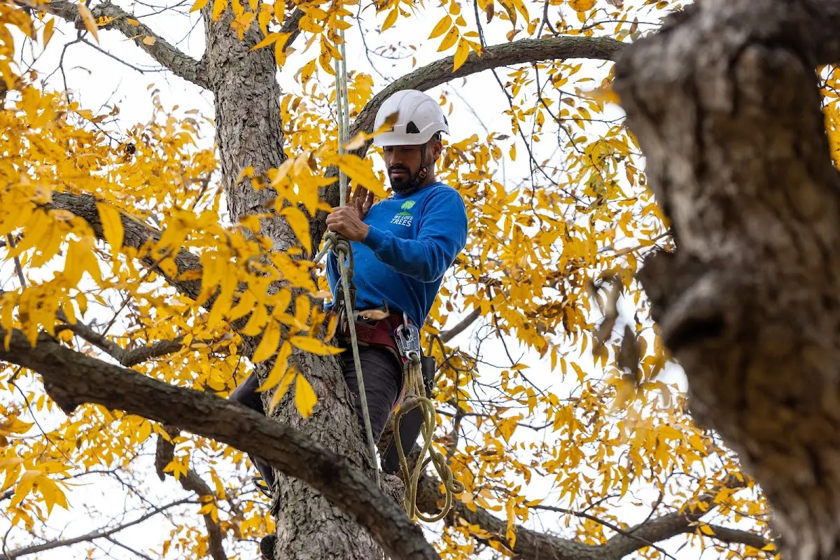 Skilled Tree Pruning crew working in Wampsville
